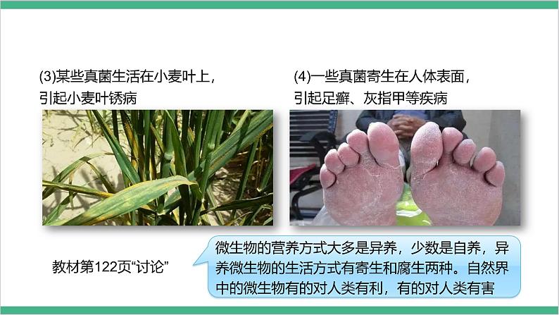 冀少版生物八上 5.4《微生物在生物圈中的作用》课件08