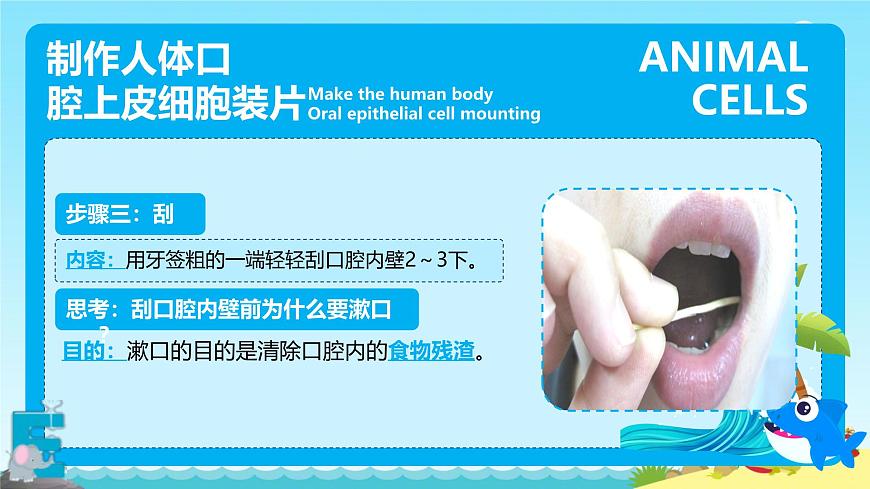 動(dòng)物細(xì)胞第8頁(yè)