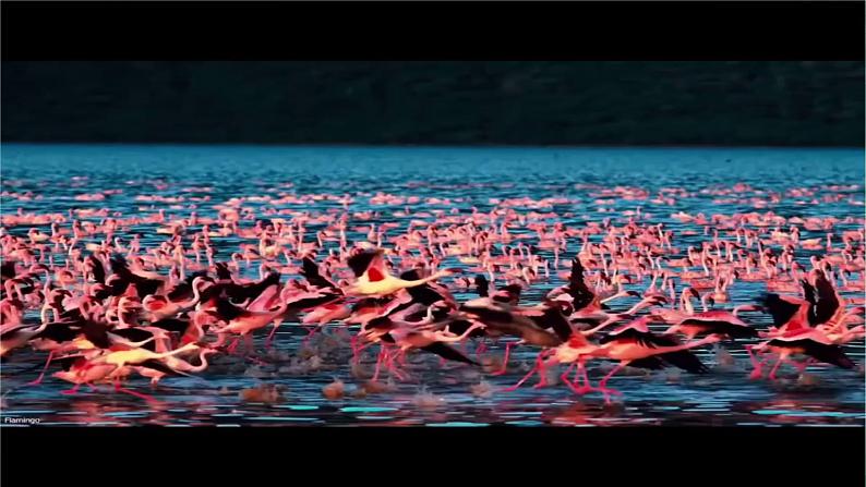 人教版(2024)生物七上:1.1.2 生物的特征(课件+教案)03