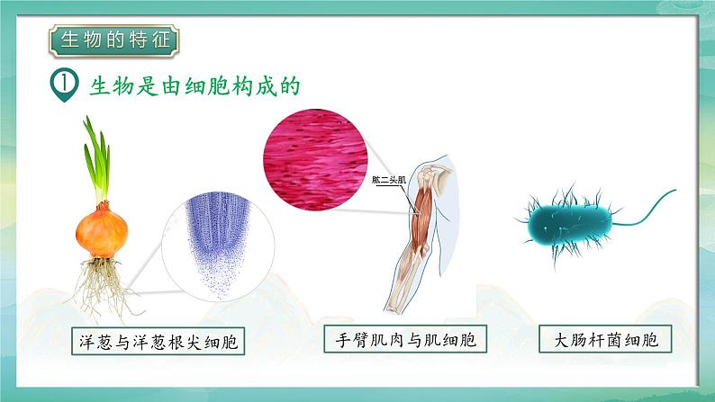 人教版(2024)生物七上:1.1.2 生物的特征(课件+教案)06