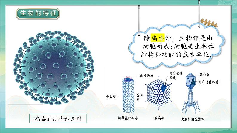 人教版(2024)生物七上:1.1.2 生物的特征(课件+教案)07