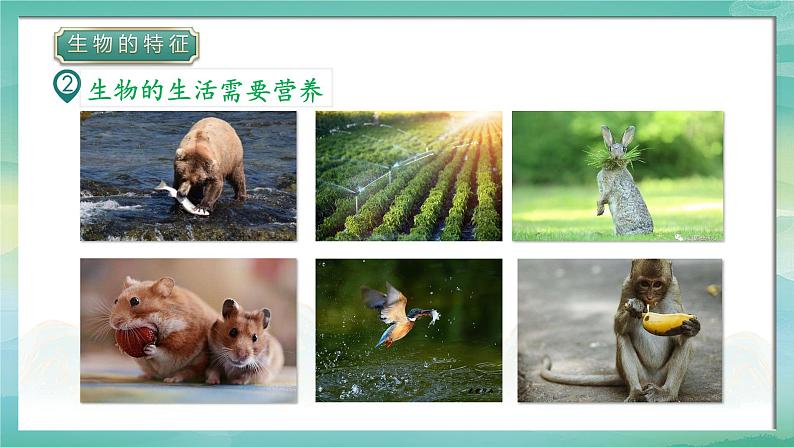 人教版(2024)生物七上:1.1.2 生物的特征(课件+教案)08