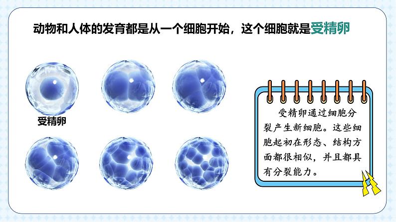 人教版(2024)生物七上:1.3.2 动物体的结构层次(课件+教案)04
