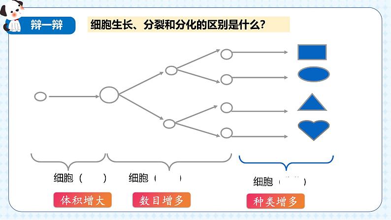 人教版(2024)生物七上:1.3.2 动物体的结构层次(课件+教案)07