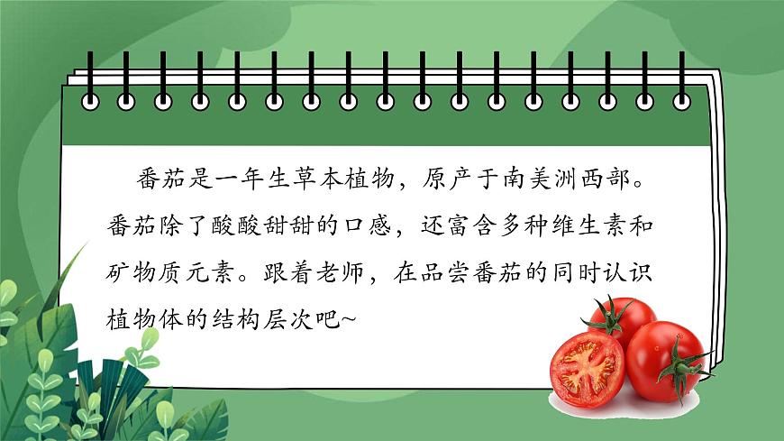 1.3.3 植物體的結(jié)構(gòu)層次-課件第3頁