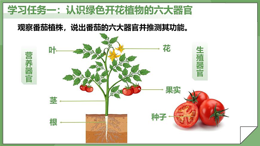 1.3.3 植物體的結(jié)構(gòu)層次-課件第4頁