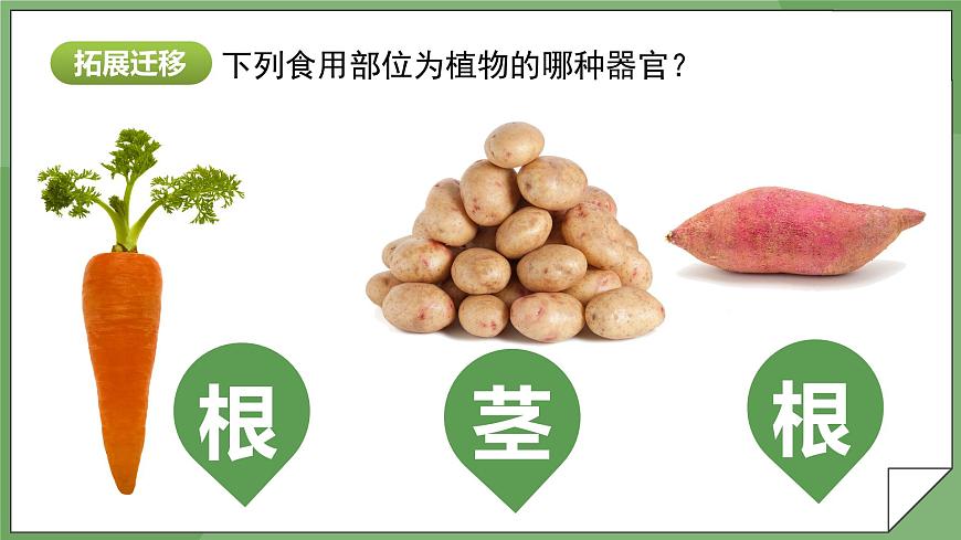 1.3.3 植物體的結(jié)構(gòu)層次-課件第6頁