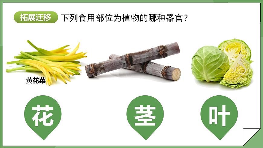 1.3.3 植物體的結(jié)構(gòu)層次-課件第7頁