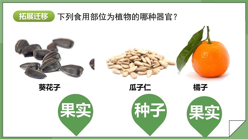 1.3.3 植物體的結(jié)構(gòu)層次-課件第8頁