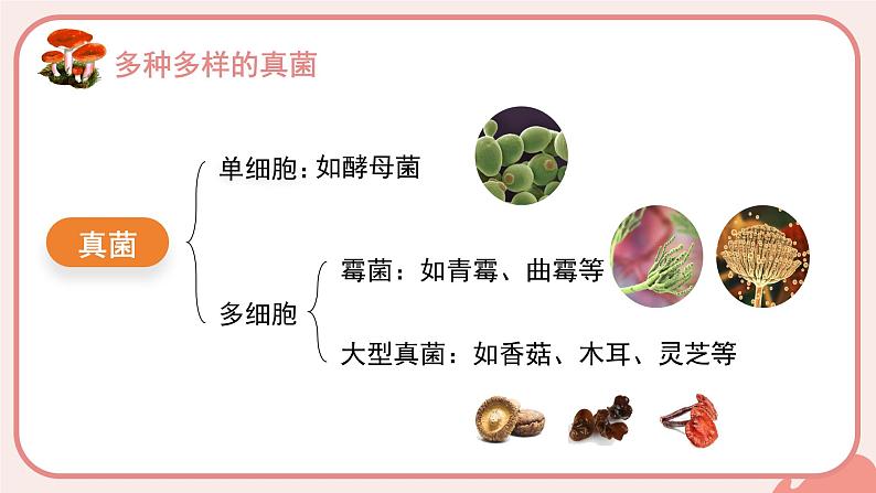 人教版(2024)生物七上:2.3.3 真菌(课件)03