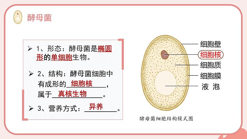人教版(2024)生物七上:2.3.3 真菌(课件)07