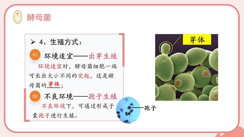 人教版(2024)生物七上:2.3.3 真菌(课件)08