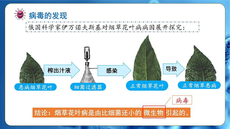 人教版(2024)生物七上:2.3.4 病毒(课件)05