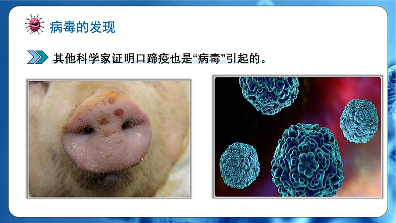 人教版(2024)生物七上:2.3.4 病毒(课件)06