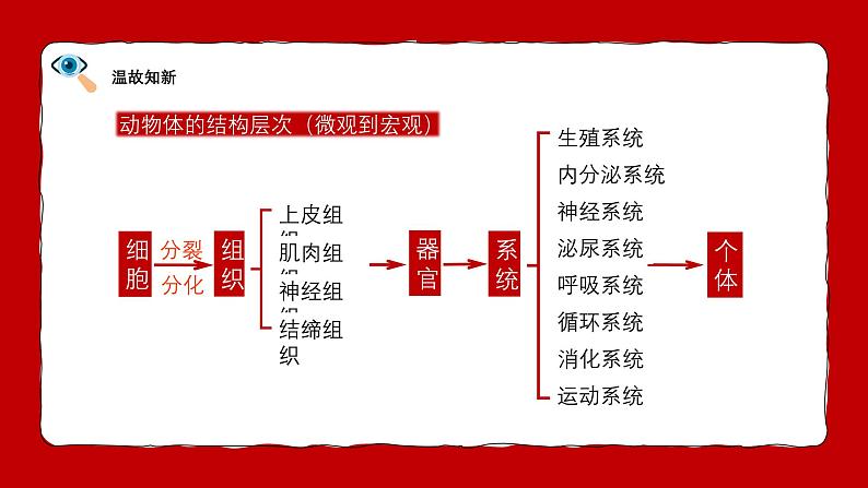 人教版生物(2024)七年级上册第一单元 生物和细胞 第三章 从细胞到生物体 第三节 植物体的结构层次 课件第5页