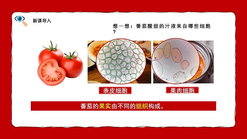 人教版生物(2024)七年级上册第一单元 生物和细胞 第三章 从细胞到生物体 第三节 植物体的结构层次 课件第7页