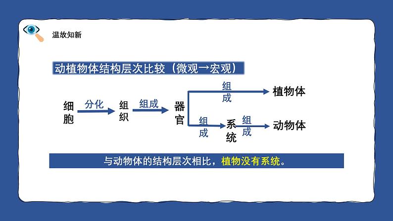 人教版生物(2024)七年级上册第一单元 生物和细胞 第三章 从细胞到生物体 第四节 单细胞生物 课件05