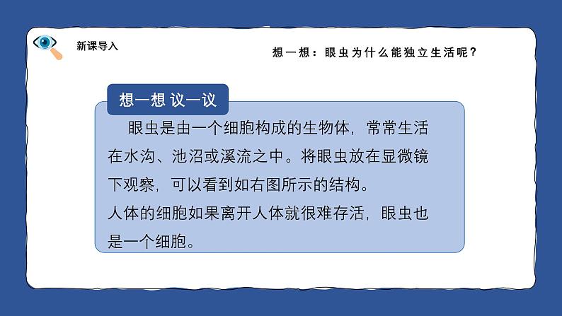 人教版生物(2024)七年级上册第一单元 生物和细胞 第三章 从细胞到生物体 第四节 单细胞生物 课件06