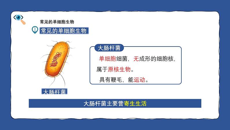 人教版生物(2024)七年级上册第一单元 生物和细胞 第三章 从细胞到生物体 第四节 单细胞生物 课件08
