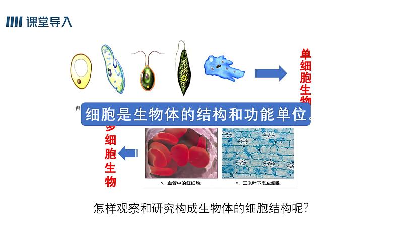 1.2.1学习使用显微镜课件人教版生物七年级上册2024新教材04