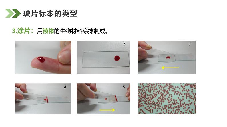 1.2.2植物细胞课件人教版生物七年级上册2024新教材07