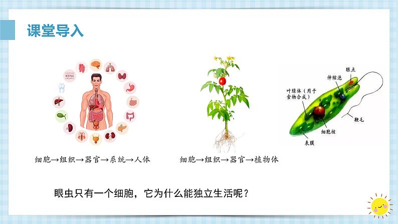 1.3.4单细胞生物课件人教版生物七年级上册2024新教材第4页