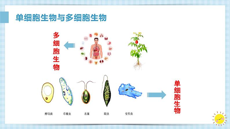 1.3.4单细胞生物课件人教版生物七年级上册2024新教材第5页