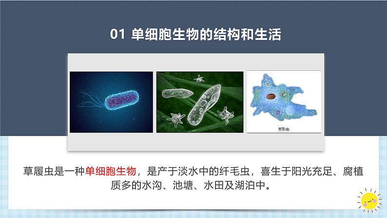 1.3.4单细胞生物课件人教版生物七年级上册2024新教材第6页