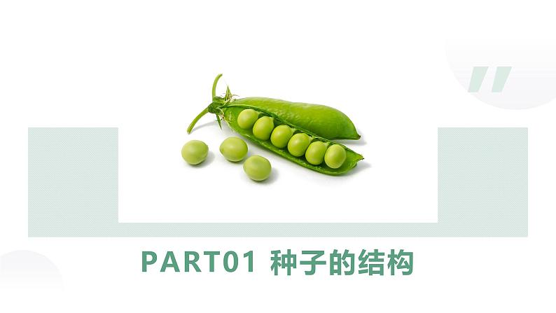 2.1.2种子植物课件人教版生物七年级上册2024新教材第6页