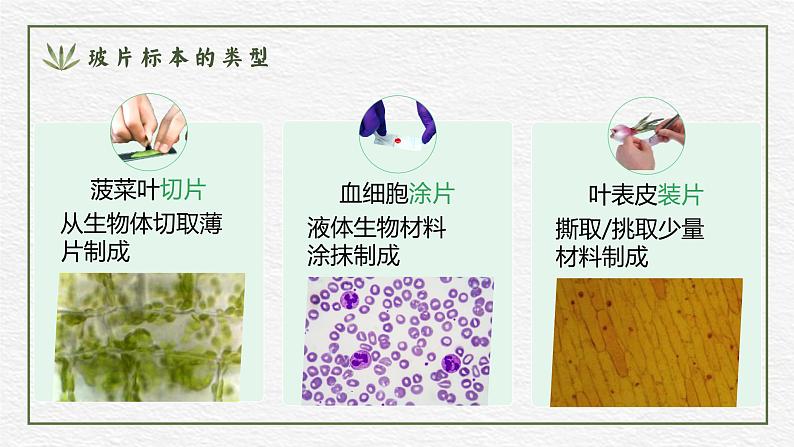 人教版(2024)生物七年级上册1.2.2《植物细胞》课件06