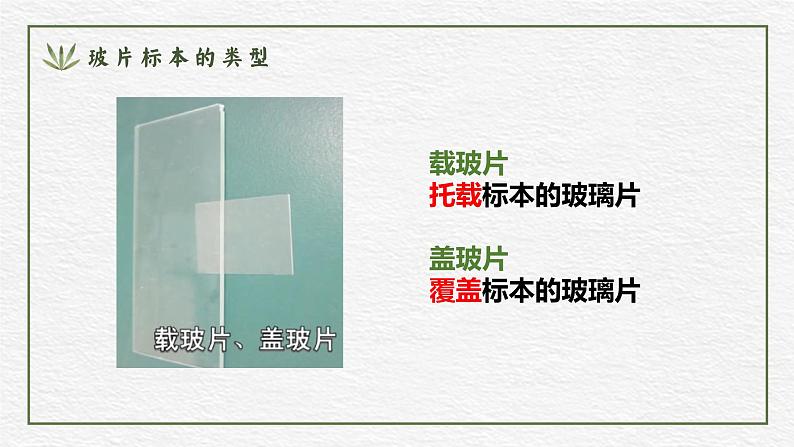 人教版(2024)生物七年级上册1.2.2《植物细胞》课件07
