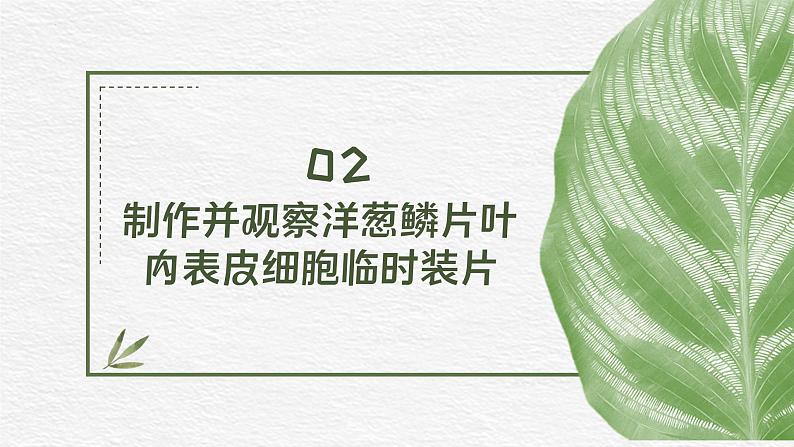 人教版(2024)生物七年级上册1.2.2《植物细胞》课件08