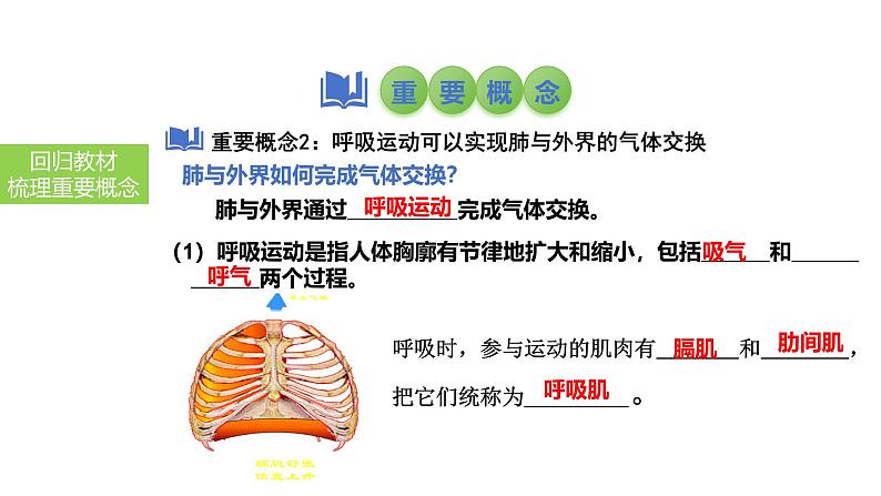 2025中考生物一轮复习课件 第15讲 人体的呼吸课件06