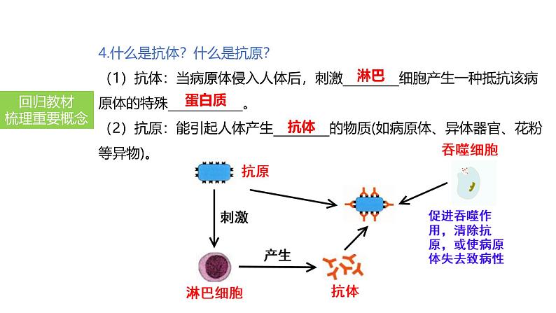 2025中考生物一轮复习课件 第34讲 免疫与计划免疫课件第7页