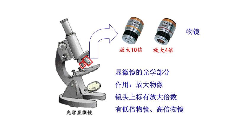 1.2.1 学习使用显微镜 课件2024-2025学年人教版(2024)生物七年级上册07
