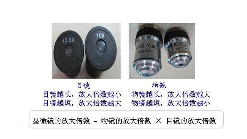 1.2.1 学习使用显微镜 课件2024-2025学年人教版(2024)生物七年级上册08