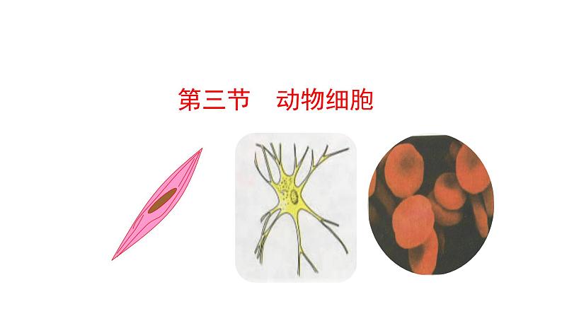 1.2.3 动物细胞 课件 2024-2025学年人教版(2024)生物七年级上册01