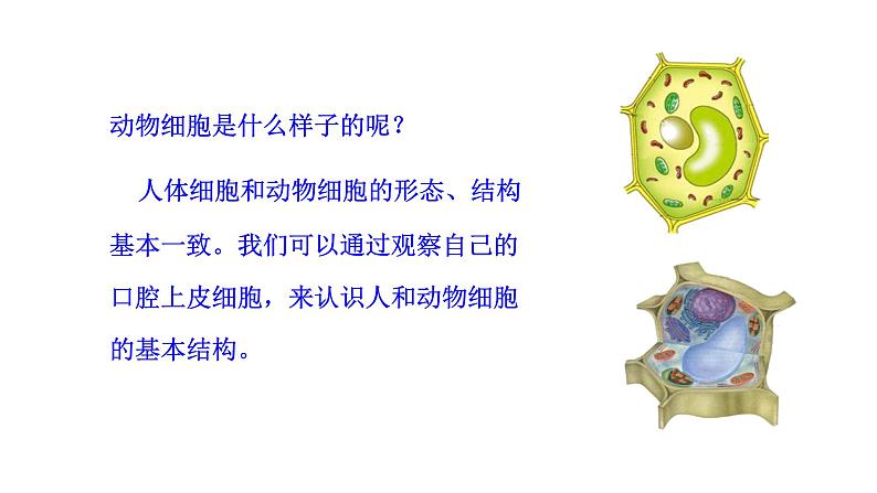 1.2.3 动物细胞 课件 2024-2025学年人教版(2024)生物七年级上册03