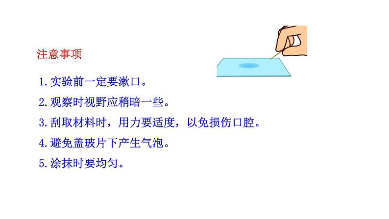 1.2.3 动物细胞 课件 2024-2025学年人教版(2024)生物七年级上册07