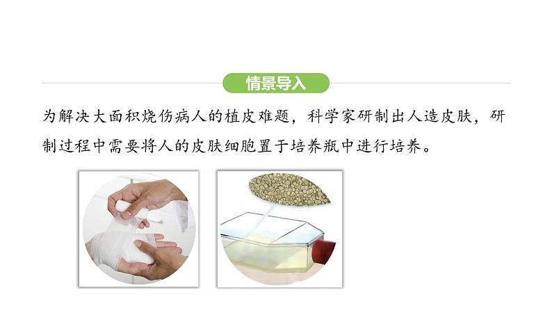 1.2.4细胞的生活课件 2024-2025学年人教版(2024)生物七年级上册第3页