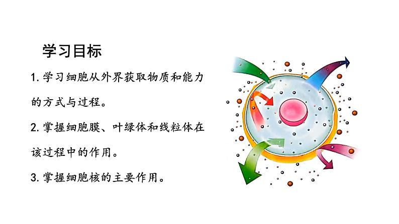 1.2.4细胞的生活课件2024-2025学年人教版(2024)生物七年级上册02