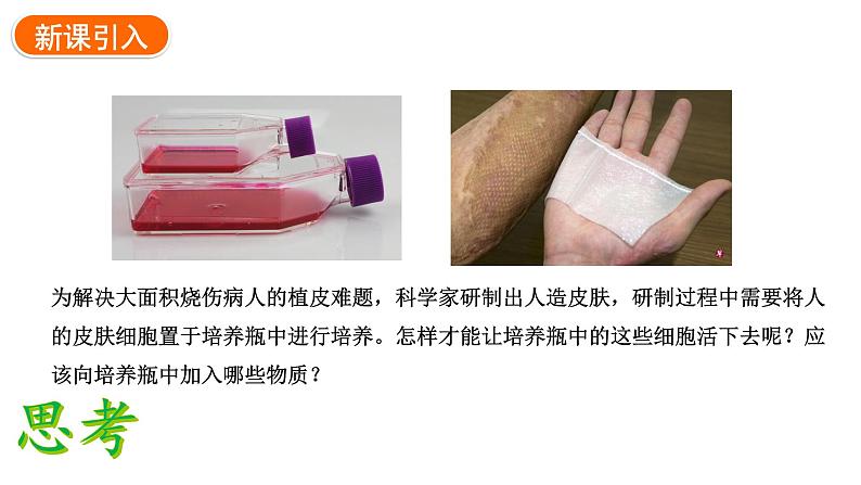 1.2.4细胞的生活课件2024-2025学年人教版(2024)生物七年级上册03