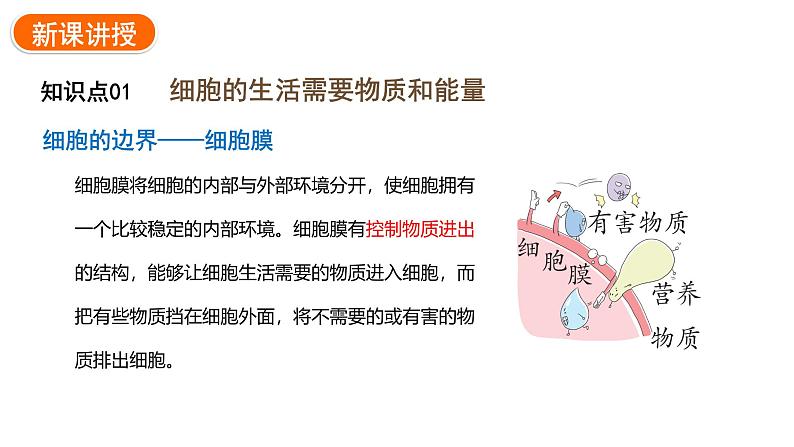 1.2.4细胞的生活课件2024-2025学年人教版(2024)生物七年级上册06