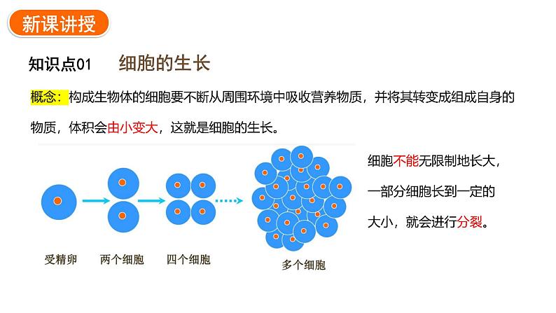 1.3.1细胞通过分裂产生新细胞课件2024-2025学年人教版(2024)生物七年级上册04