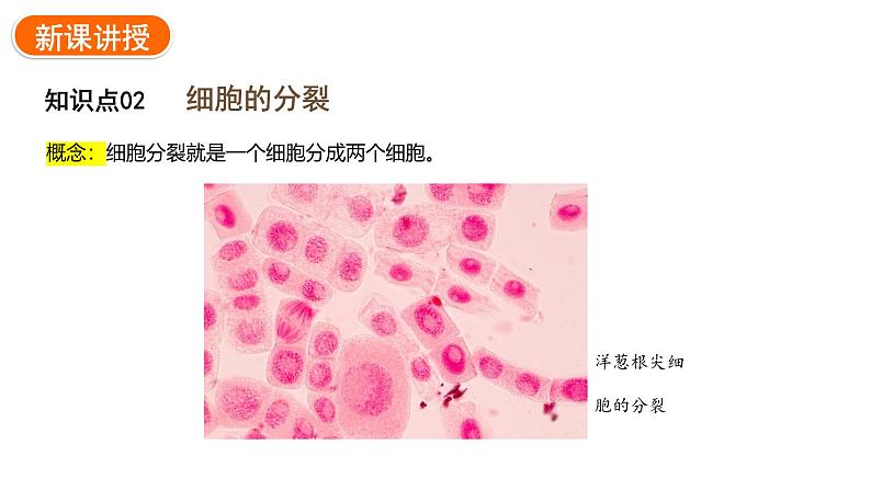 1.3.1细胞通过分裂产生新细胞课件2024-2025学年人教版(2024)生物七年级上册05