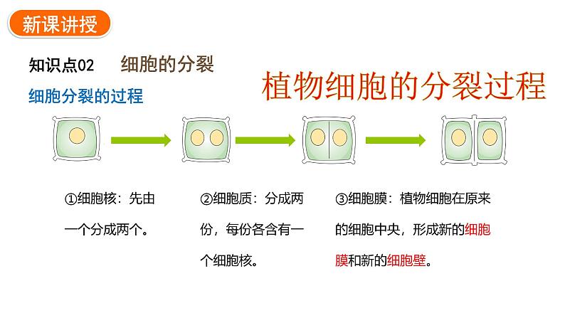 1.3.1细胞通过分裂产生新细胞课件2024-2025学年人教版(2024)生物七年级上册06