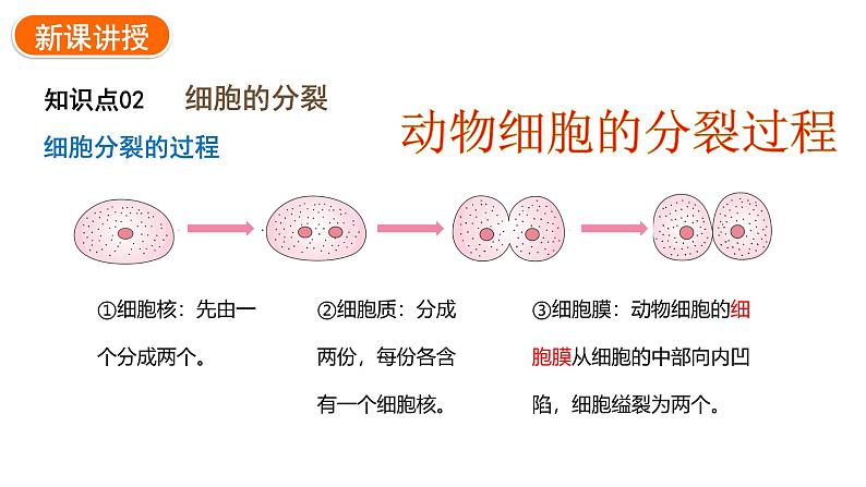 1.3.1细胞通过分裂产生新细胞课件2024-2025学年人教版(2024)生物七年级上册07