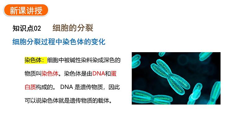 1.3.1细胞通过分裂产生新细胞课件2024-2025学年人教版(2024)生物七年级上册08