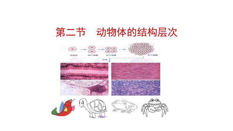 1.3.2 动物体的结构层次 课件 2024-2025学年人教版(2024)生物七年级上册01