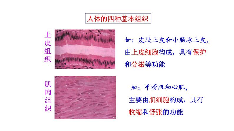 1.3.2 动物体的结构层次 课件 2024-2025学年人教版(2024)生物七年级上册06